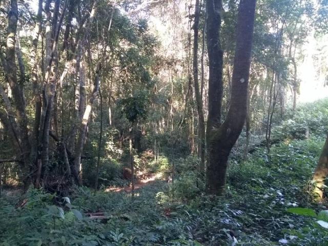 Área para Venda em Nazaré Paulista - 4